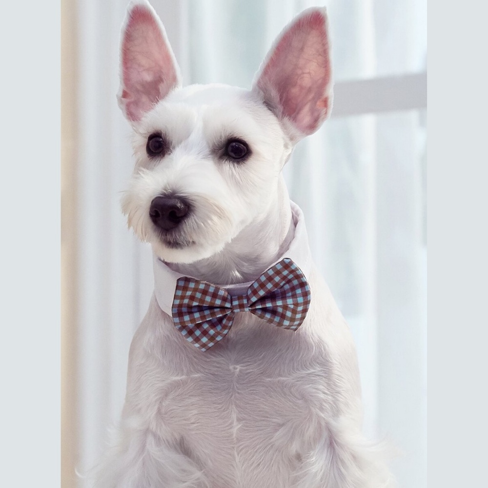 🔵 80% off 🔵  Pet Bow Pet Neck Tie
